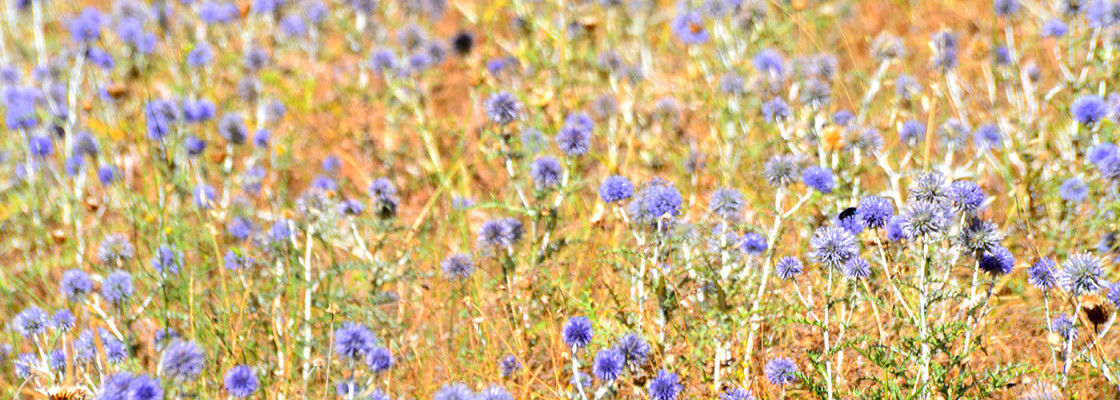 Image de l'entete de la page En saison