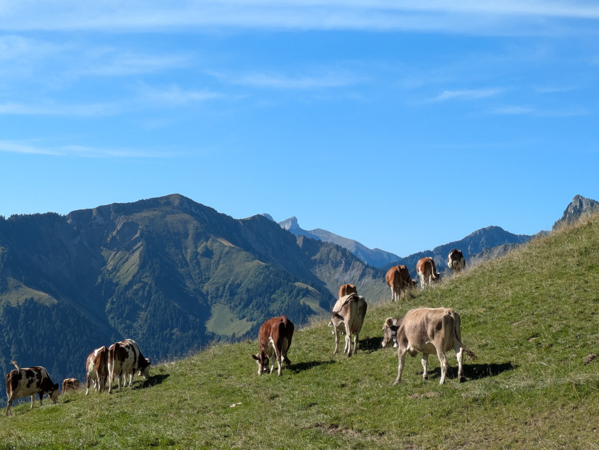 À la découverte de L’Étivaz AOP : un fromage suisse d’exception